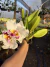 Cattleya Jaguariuna - comprar online