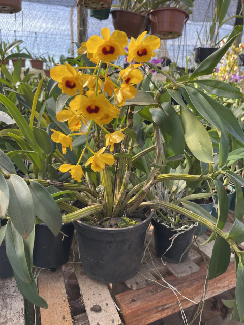 Dendrobium chrysotoxum touceira coleção