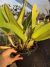 Cattleya Jaguariuna na internet