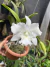 Cattleya Aloha Song - comprar online