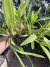 Orquídea Miltonia Bluntii na internet
