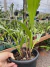 Spatoglotis plicata purple adultas - comprar online