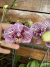 phalaenopsis exotica - comprar online