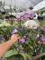 Phalaenopsis exótica Big lip - comprar online
