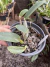 Cattleya walkeriana coerulea Gilda maria x celebridade na internet