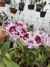 Phalaenopsis Big Lip exótica - comprar online