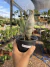 Catasetum Davie Ranches - comprar online
