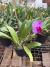 Blc. Dreans paradise na internet