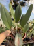 Blc. Maitland (touceira ) - comprar online