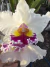 Cattleya Jaguariuna