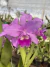 Cattleya portia tipo (touceiras ) na internet