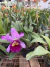Blc. Dreans paradise - comprar online