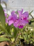 Cattleya portia tipo (touceiras )