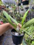 Cattleya Aloha Song - Orquidário Flor de Seda