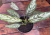 Planta Aglaonema Commutatum Silver Queen - Aglaonema Prata