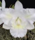 Cattleya Aloha Song