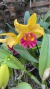 Blc. Suzuki Pink lip (Touceira) - comprar online