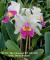 Ms242_Blc. Chunyeah "17" x Blc Dream Paradise