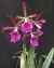 cattleya schileriana x encyclia randii - comprar online