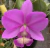 Cattleya nobilior Don Rafael Wenzel x self