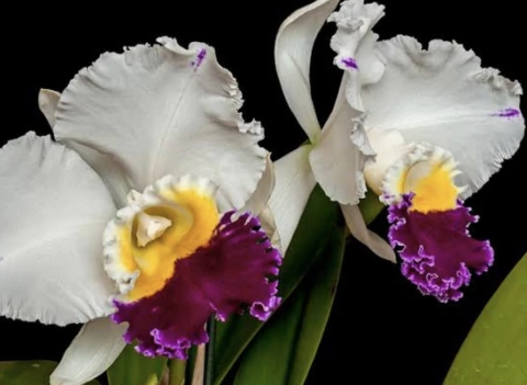 Blc. Enid More x Blc. Nipon linviza