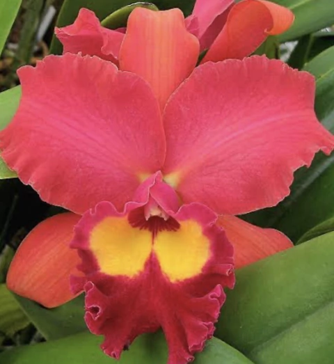 Lc. Waianae Sunset kaduoka