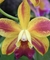 Blc. chocotone Gold - comprar online