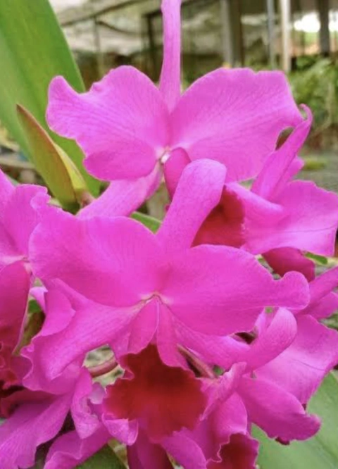 Cattleya Molly Tyler,(ADULTA)
