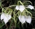 Brassavola nodosa adultas