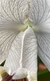 Cattleya lueddmaniana coerulea fantasia x cattleya lueddmaniana coerulea striata - comprar online