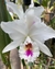 Cattleya