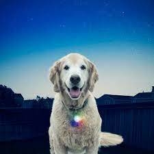Mosqueton Con Luz Nite Ize Spotlit Color en internet