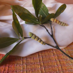 Kit transformação da lagarta na internet