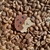 Broche Ursinho com Biscoito - comprar online