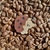 Broche Ursinho com Biscoito