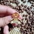 Pin Enoch (O Segredo Além do Jardim) - comprar online