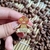 Pin Enoch (O Segredo Além do Jardim)
