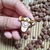 Pin Tigrão na internet