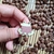 Pin Sapinho Cinéfilo - comprar online