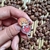 Pin Cardcaptor Sakura *Com Defeito
