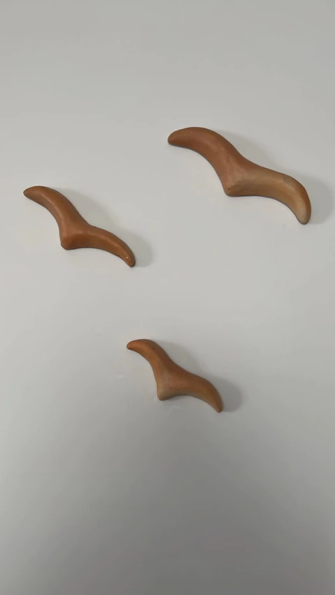 Gaivotas de Tracunhaem