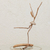 Escultura Bailarina Natural