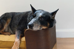 Cama Uli P imbuia - comprar online