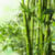 Essência concentrada para velas Fresh Bamboo
