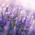 Essência concentrada para velas Lavanda Clássica - comprar online