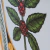 PRINT RAMO DE CAFÉ - ARADO - loja online