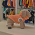 Buzo Para Perro Modelo Smoothie