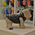 Campera Para Perro Modelo Wild
