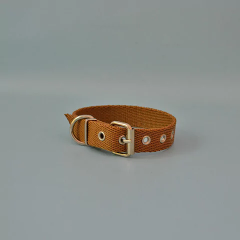 Collar Hebilla Para Perro Modelo Liso T.S en internet