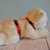Pretal Para Gato Modelo Liso - comprar online